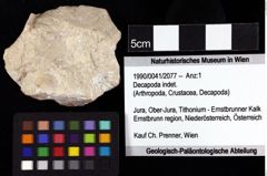 Foto (Objket + Etiketten) von Decapoda indet. 